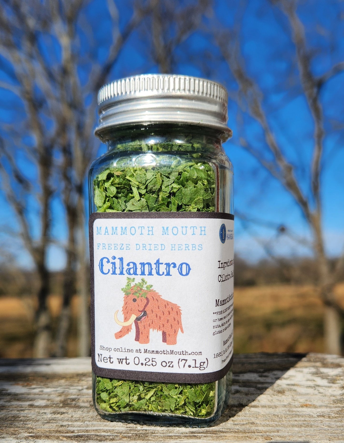 Cilantro